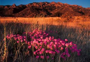 Sandia Mountains. Central.
