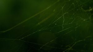 Web