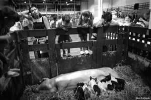 Petting Farm, 2006