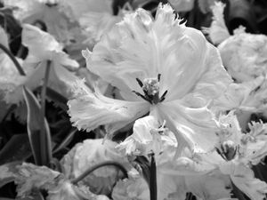 I must have flowers #8