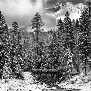 Bridge in the forest and Monte Cristallo