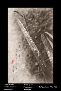 "Pearls of dew"  from the research "Haiku" © Roberto Spotti