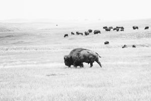Buffalo Power