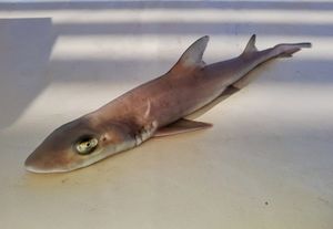 Oh the shark has pretty teeth, dear ...
