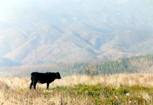 Vaca
