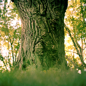 Tree #6 from Willow Series