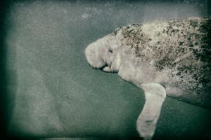 Calf's portrait III