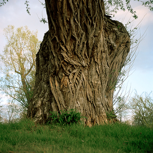 Tree #15 from Willow Series