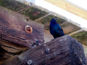 Kure Beach 20