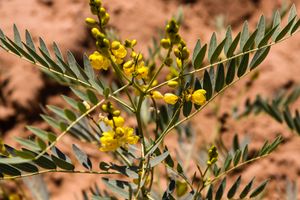 Senna - Thar Desert, Rajasthan India