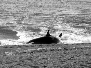 Orcas