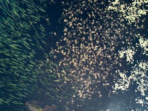 Water plants