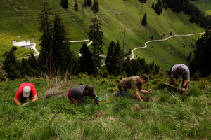 Plantation de sapin anti-avalanches, Jaun.