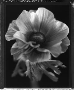 Anemone