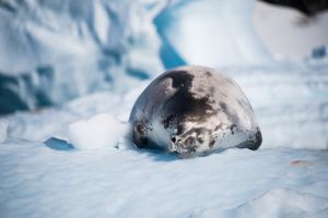 La siesta