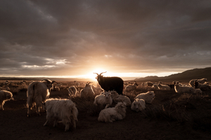 Mongolian cashmere