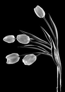 Tulipe V