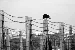 Foreboding