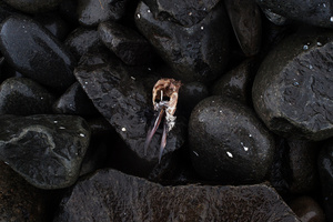 Black Beach #08
