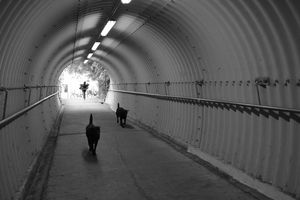 Running Man and Two Dogs