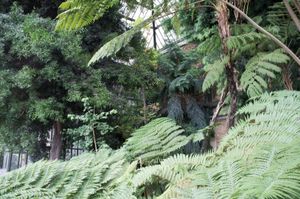 Historie des Plantes, Grandes Serres du Jardin des Plantes, Paris, France 2012 © Mireille Schellhorn