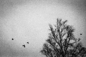 Birds flying high