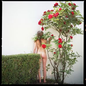 red roses