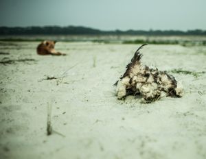 Cost of Sand
