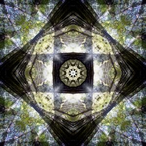 Humboldt Redwoods State Park: Chandler Grove