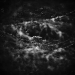 Norwegian Forest Mysteries
