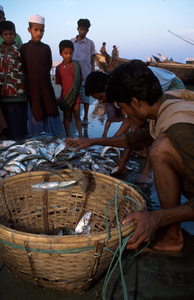 Fisherman sorting catch on the beach, St Martin Island, Bangladesh