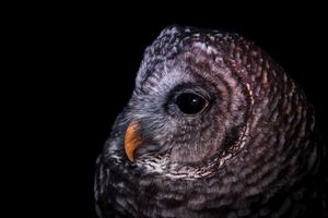 Barred Owl