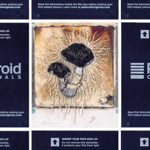 N°114 : It’s no longer Polaroid but mushroom