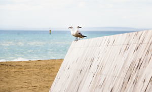 Two gulls