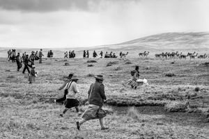 In pursuit of the vicuñas