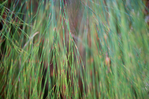 Fern wind