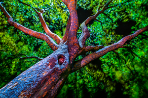 Abstract Squid Tree #3