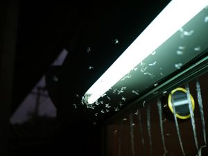 Bangkok observations