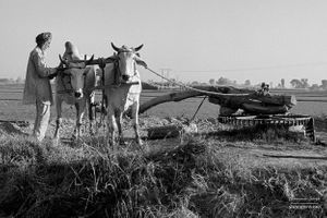 Exercising oxen 1 / 4 |  Dhanda, Punjab.