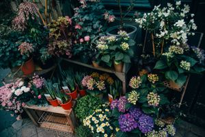 flower shop