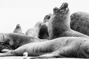Lobos marinos