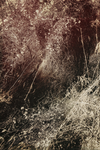 untitled from the series "Waiting for the Awakening"