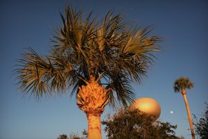 Water Tower, Palms, Moon