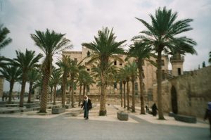 Palm Trees in Color © Clara Abi Nader