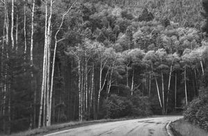 Aspens on the way to Santa Fe's ski basin