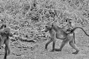 Monkeys