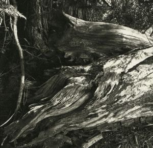 Turning Branch © Erin Malone