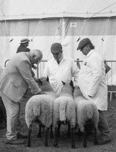 A Tad Sheepish