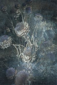 Untitled(Artichoke)