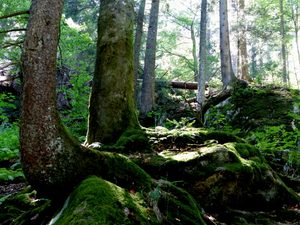 Schwarzwald - back into the woods
